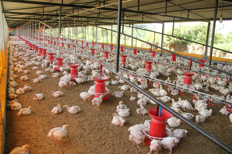Drug Residue Testing Instruments & Project Plan for Chicken Farms ——Empowering Enterprise Efficiency with Technology, Building Defenses for Flock Health and Product Safety