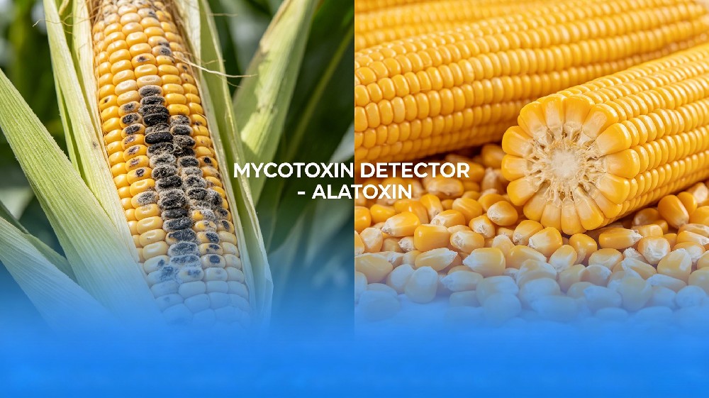 Build a Solid Food Safety Barrier: Causes, Hazards of Aflatoxin Contamination in Corn and Professional Detection Solutions News Report As a major staple food and feed crop worldwide, corn quality safety is closely linked to food security and the healthy d